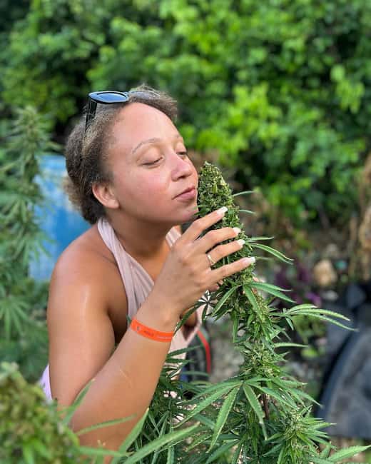 Montego Bay: Marijuana Farm and Bird Sanctuary Tour - Key highlights to know before you go