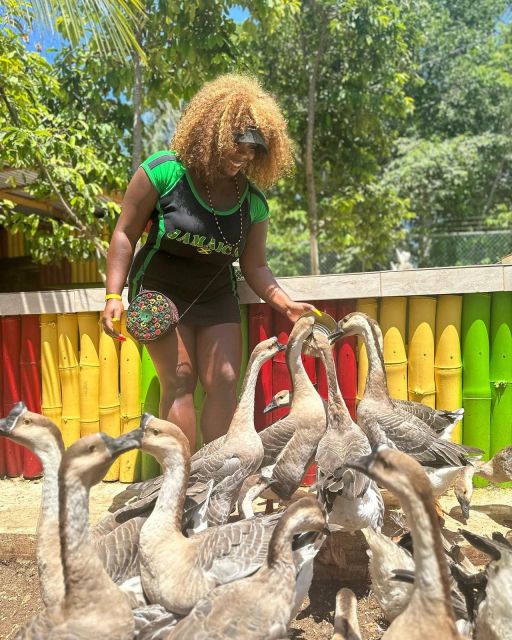 Montego Bay: Marijuana Farm and Bird Sanctuary Tour - Should you book this Montego Bay farm and bird tour?
