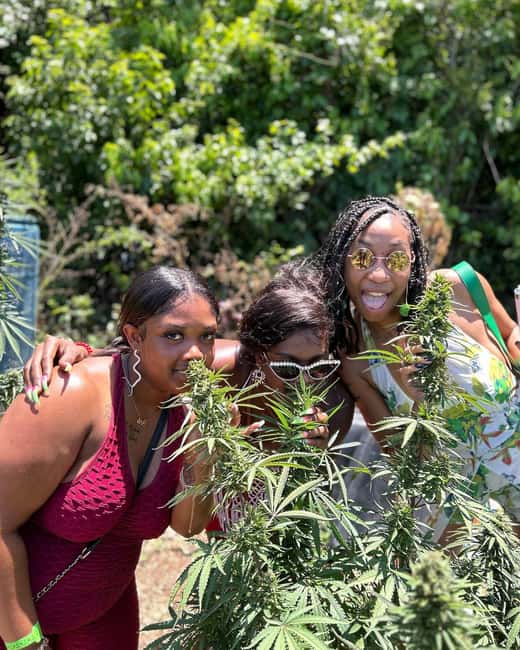 Montego Bay: Marijuana Farm and Bird Sanctuary Tour - The weed chalice pipe: fun for some, a hard stop for others