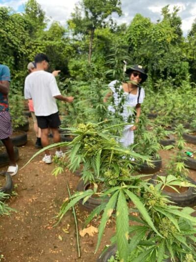 Marijuana Farm and Bird Sanctuary Tour
