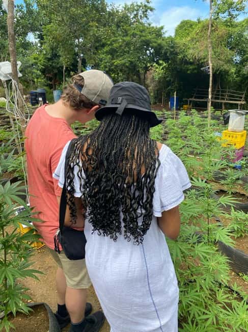 Montego Bay: Marijuana Farm and Bird Sanctuary Tour - Who this tour fits best, and who should pass