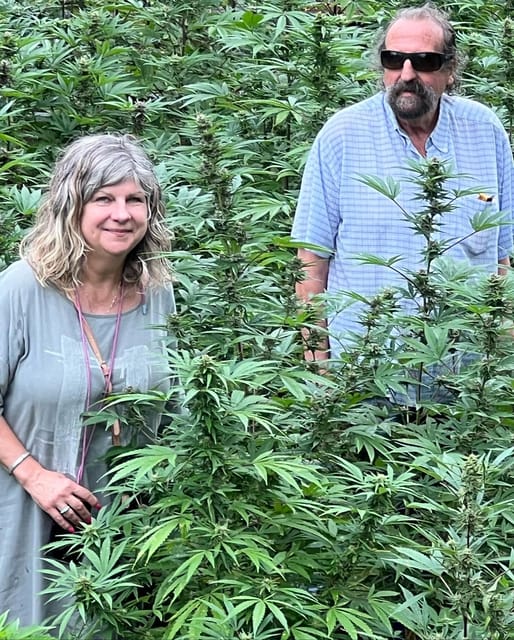 Montego Bay: Marijuana Farm Private Tour with Transportation - What You’ll See: Seedlings to Harvest and the Real Farming Process