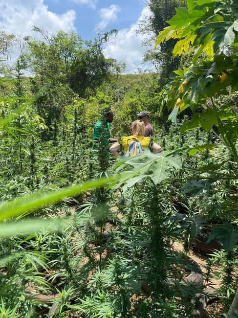 Montego Bay: Marijuana Farm Private Tour with Transportation - Hands-On Activities: Planting, Pruning, or Harvesting