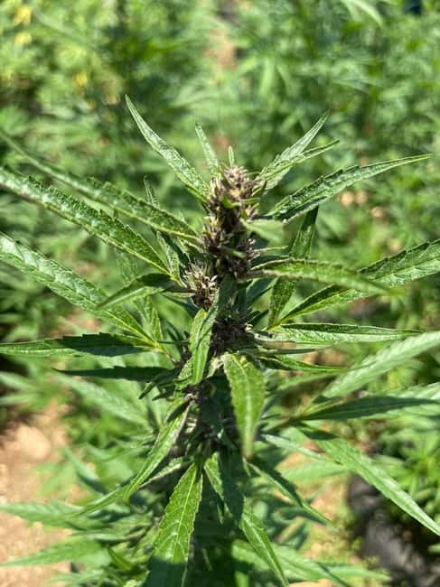 Montego Bay: Marijuana Farm Private Tour with Transportation - Guides and Personal Touch: Carlos, TJ, Randy, and the Friendly Education Style