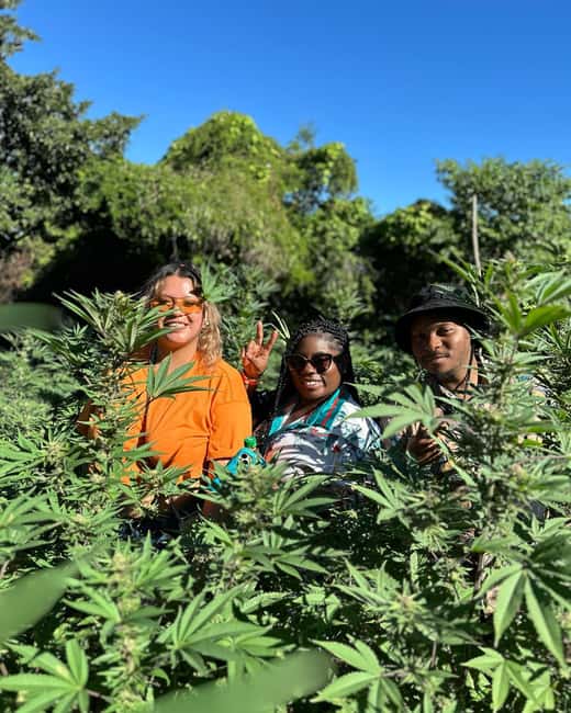 Montego Bay: Marijuana Farm Private Tour with Transportation - Price and Value: Is $133 per Person a Good Deal?