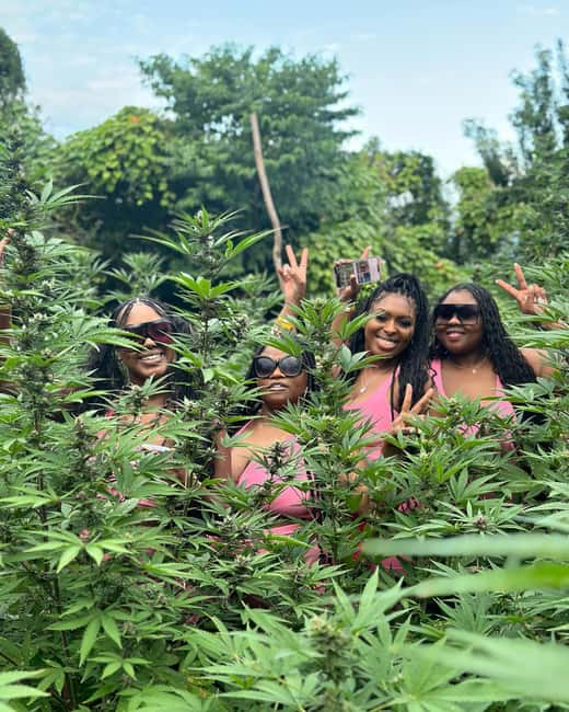 Montego Bay Marijuana Farm Tour - Rastafari Culture and the Medicinal Uses Conversation