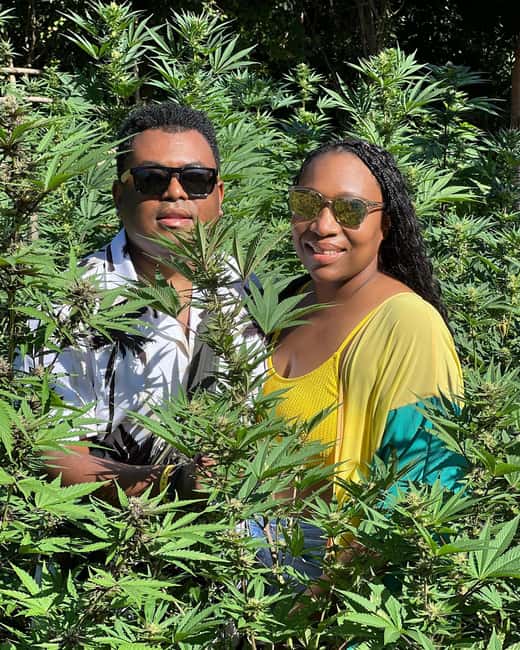 Montego Bay Marijuana Farm Tour - Harvest Sampling: If You Don’t Consume, Set Your Comfort Level