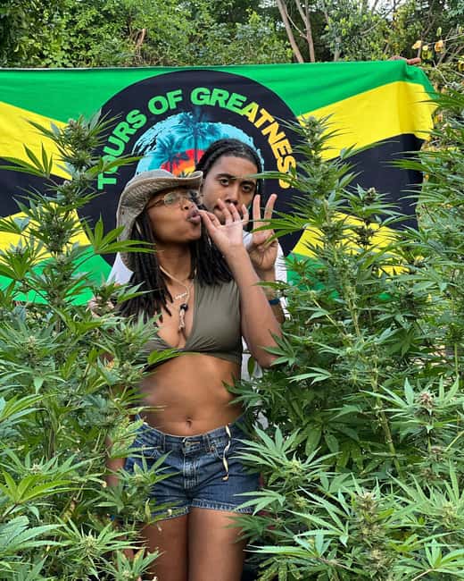 Montego Bay Marijuana Farm Tour - The Field Walk: What You’ll See During Seeding to Harvest