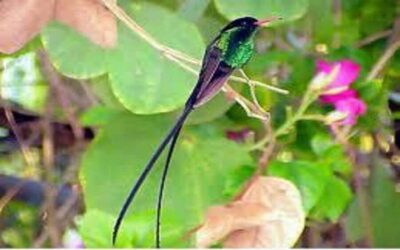 Private Rocklands Bird Sanctuary Trip