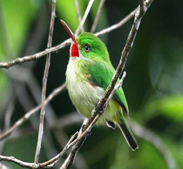 Montego Bay: Private Rocklands Bird Sanctuary Trip - The guided woodland walk: Jamaican endemics plus wintering warblers
