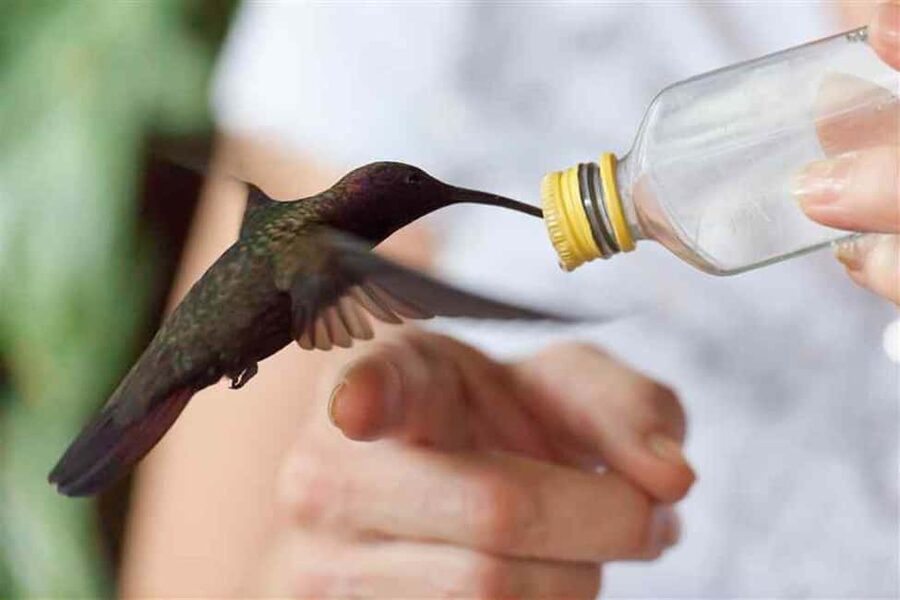 Montego Bay: Private Rocklands Bird Sanctuary Trip - Species list you can plan around, not just hope for