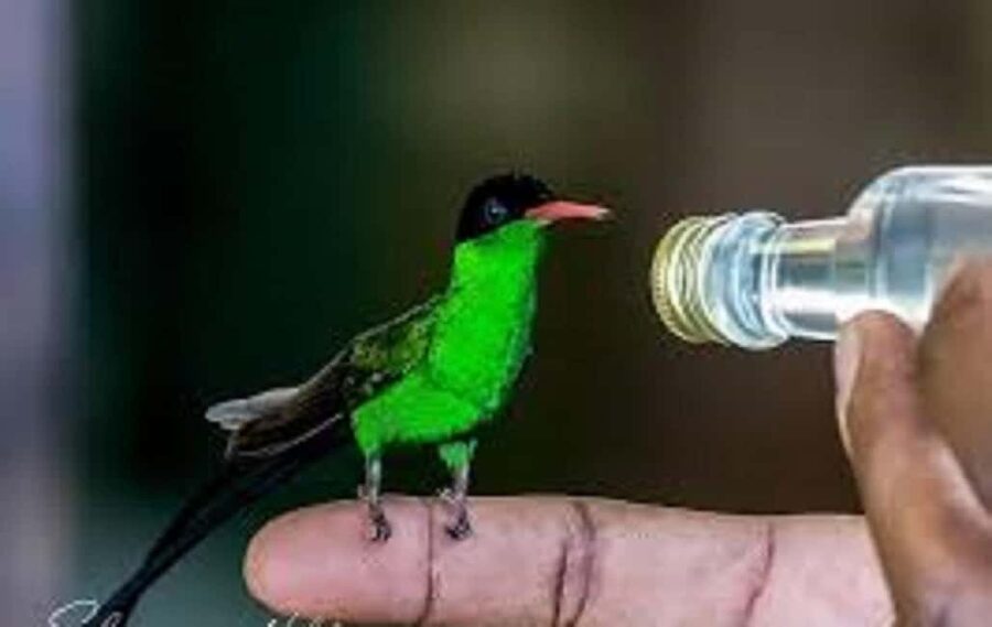 Montego Bay: Private Rocklands Bird Sanctuary Trip - Who should book this trip (and who should skip it)