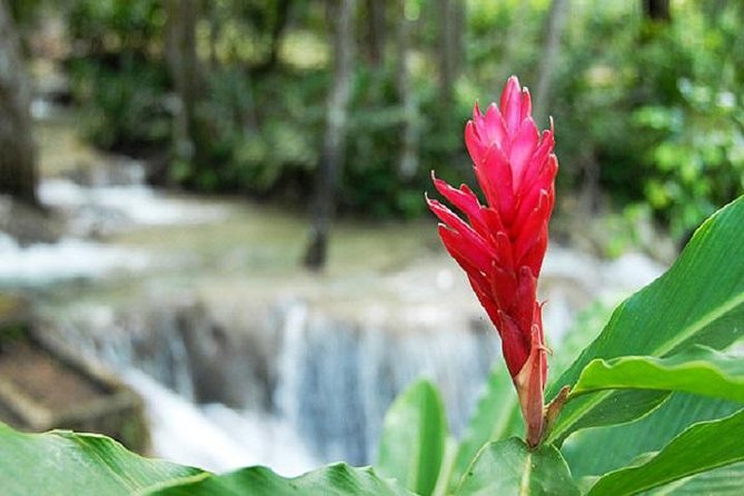 Montego Bay to Dunn's River Falls Half-Day Trip - Swim shoes, towels, and the exact gear that saves your trip