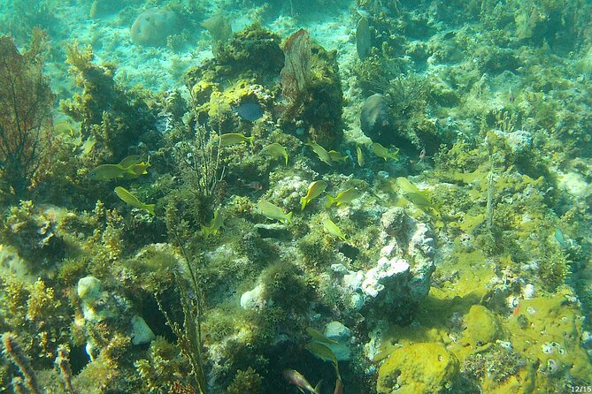 Negril Glass Bottom Boat Tour Snorkeling and Booby Cay - Snorkeling at Med Reef, Anchor and Cannon: what to expect in your 1-hour swim