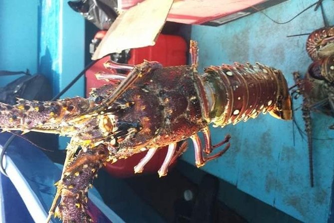 Negril Lobster Lunch on Booby Cay & Snorkeling To a Sunken Cannon - Who This Tour Suits Best in Negril