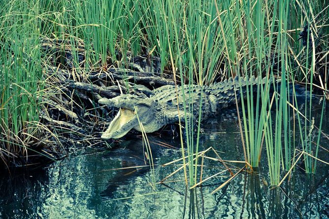 Private Appleton YS Falls and Black River Tour from Montego Bay - Price and value: why $270 can make sense for a private day