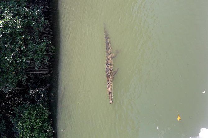 Private Black River Safari Tour from Montego Bay - The river ecology talk: why the explanations make the boat ride better