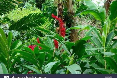Private Combo Tour From Ocho Rios To Blue Hole & Konoko Falls