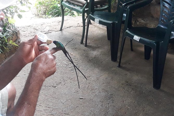 Private Rockland Bird Sanctuary Tour from Montego Bay - Key things that make this tour work