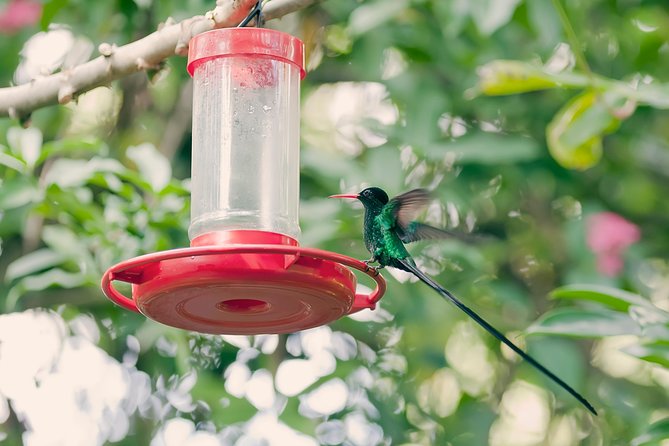 Private Rockland Bird Sanctuary Tour from Montego Bay - Private Rockland Bird Sanctuary Tour from Montego Bay, what it feels like