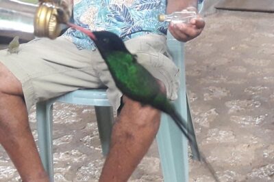 Private Rockland Bird Sanctuary Tour from Montego Bay