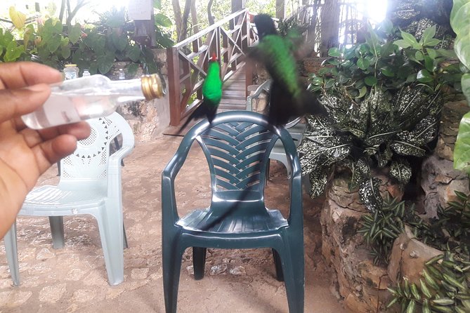 Private Rockland Bird Sanctuary Tour from Montego Bay - Best for bird lovers, couples, and short on time