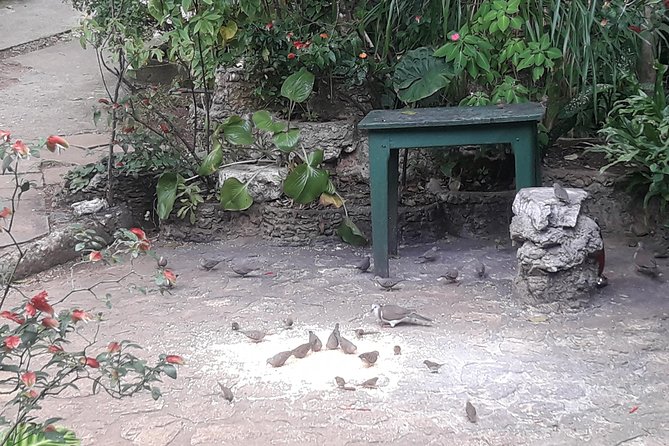 Private Rockland Bird Sanctuary Tour from Montego Bay - Who should consider skipping or planning differently