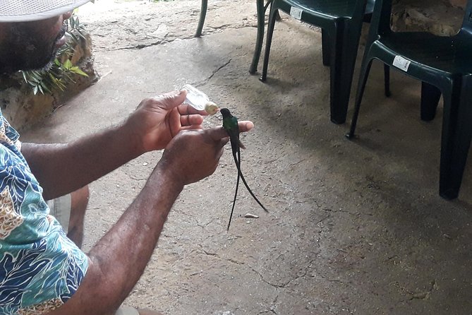 Private Rockland Bird Sanctuary Tour from Montego Bay - Quick practical notes that help your day go smoother