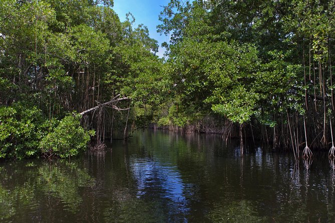 [PRIVATE] YS Falls, Black River, Pelican Bar - Entrance & Lunch - Guide Energy and Why It Matters More Than You Think