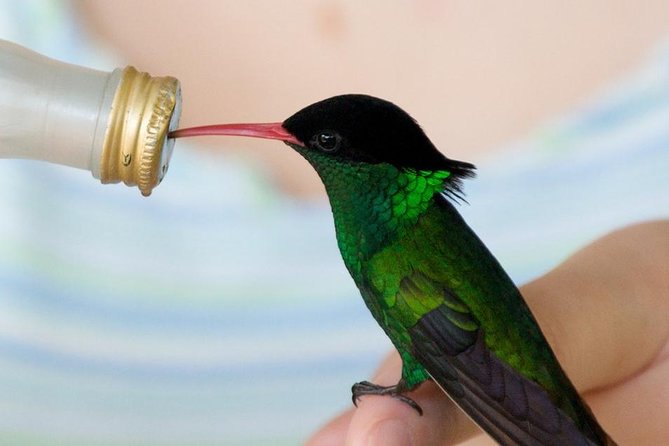 Rockland Bird Sanctuary Tour [Transportation] Hotel Pick-Up - Price and what it really covers