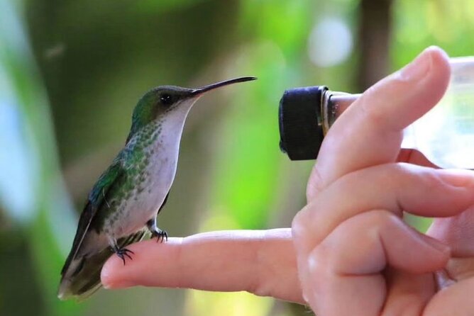 Rocklands Bird Sanctuary and Montego Bay Highlights - Key Highlights You Should Know Before You Go