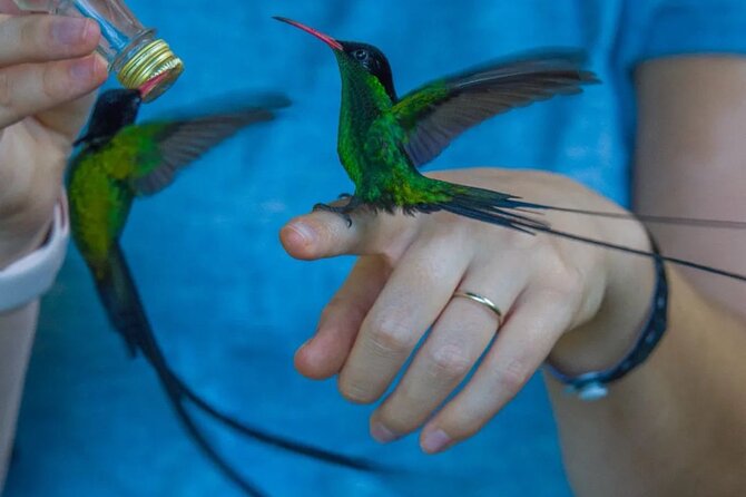 Rocklands Bird Sanctuary and Montego Bay Highlights - Private Transport Through Anchovy Hills, With Montego Bay Views