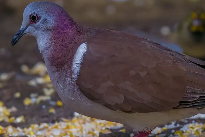 Rocklands Bird Sanctuary and Montego Bay Highlights - Price and Value: Is $120 Per Person Fair for This Kind of Tour?
