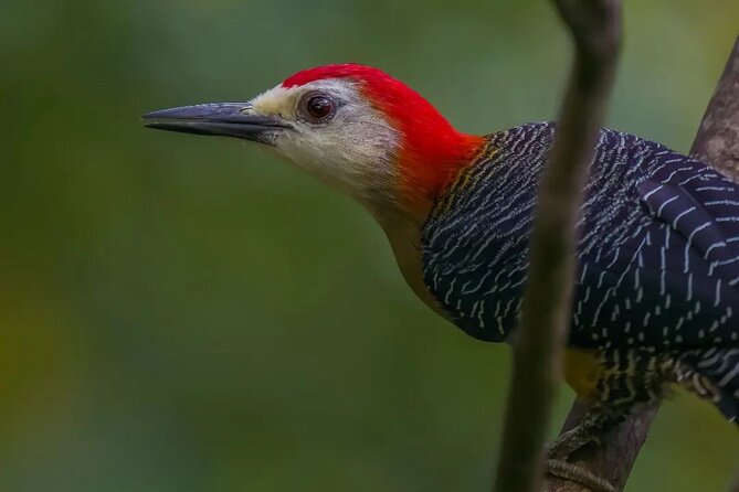 Rocklands Bird Sanctuary and Montego Bay Highlights - Who This Tour Fits Best in Your Jamaica Plans