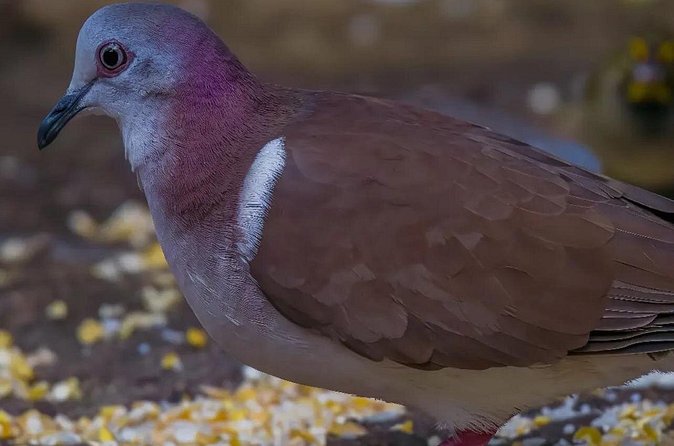Rocklands Bird Sanctuary and Montego Bay Highlights - Should You Book Rocklands and Montego Bay Highlights?