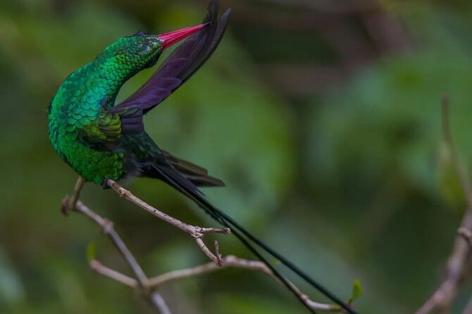 Rocklands Bird Sanctuary and Montego Bay Highlights - Meet The Bird Lady’s Legacy, And Understand What You’re Seeing