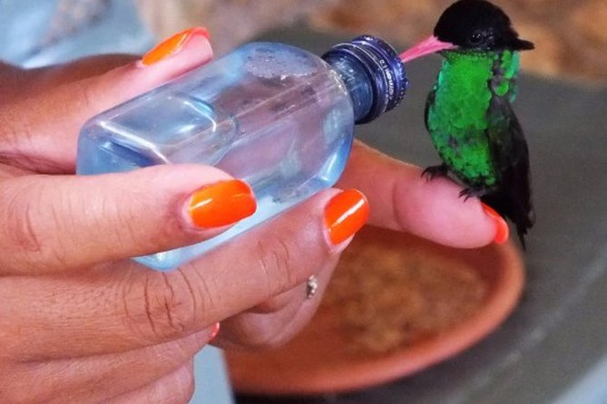 Rocklands Bird Sanctuary & City Highlights plus Shopping from Montego Bay - Rocklands Bird Sanctuary, Doctor Bird Feeding, and Why It Works So Well