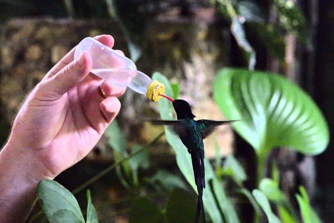 Rocklands Bird Sanctuary & City Highlights plus Shopping from Montego Bay - Montego Bay Stops: Sam Sharpe Square, St James Parish Church, and Richmond Hill Views