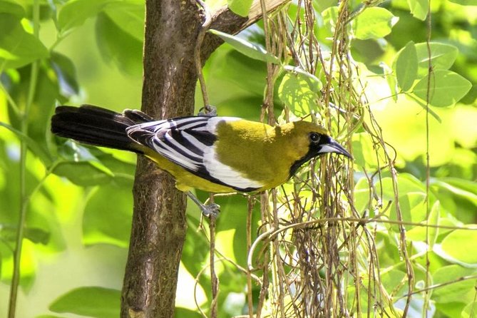 Rocklands Bird Sanctuary & City Highlights plus Shopping from Montego Bay - Timing and Logistics That Matter for a Smooth Half Day