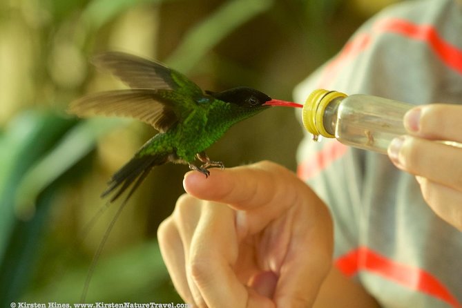 Rocklands Bird Sanctuary & City Highlights plus Shopping from Montego Bay - Price, Value, and What Feels Like a Fair Deal at $135