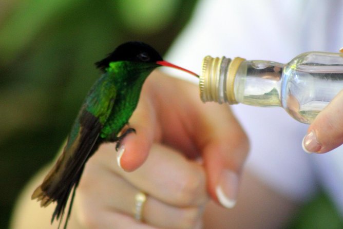 Rocklands Bird Sanctuary & City Highlights plus Shopping from Montego Bay - Who This Tour Suits Best, and Who Might Prefer Something Else