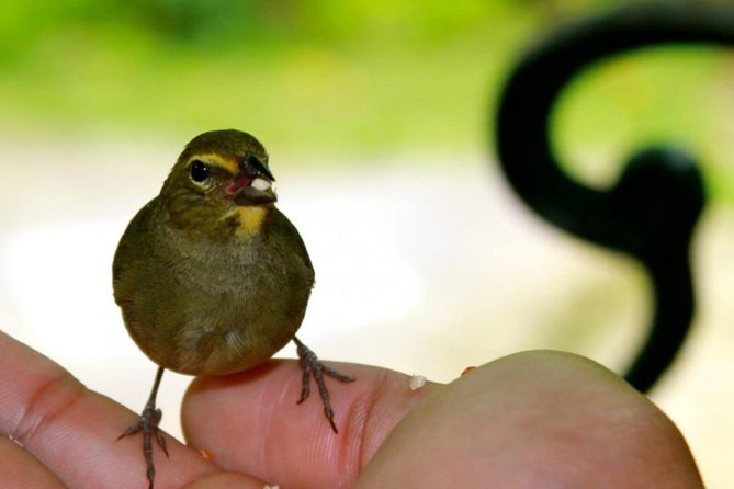 Rocklands Bird Sanctuary & City Highlights plus Shopping from Montego Bay - Should You Book This Rocklands Bird Sanctuary and Montego Bay Tour?