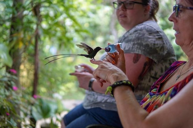 Rocklands Bird Sanctuary & City Highlights plus Shopping from Montego Bay - Who Lisa Salmon Was, and What You See When You Arrive