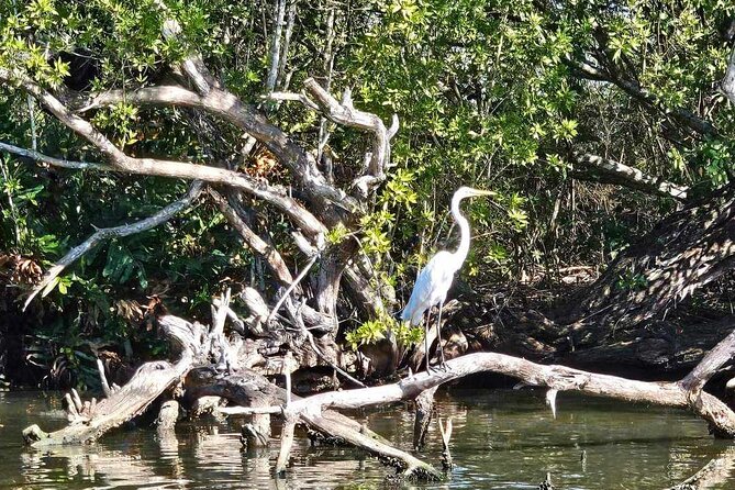 Scenic & Historical Nature Boat Safari Up the Negril River - Royal Palm Reserve: mangroves, protected habitat, and why it helps you see more