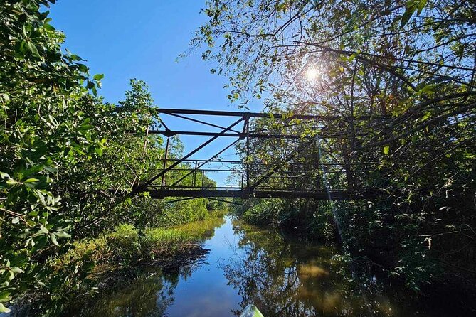 Scenic & Historical Nature Boat Safari Up the Negril River - Birdwatching payoff: egrets, nesting moments, and patient watching