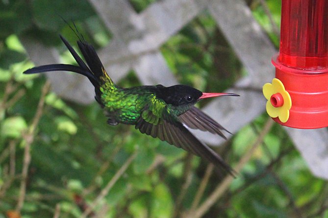 Skip the Line: Ahhh Ras Natango Gallery and Garden Admission Tickets - Key highlights to focus on
