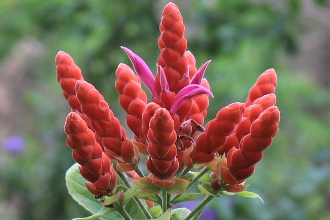 Skip the Line: Ahhh Ras Natango Gallery and Garden Admission Tickets - The garden walk: terraced design, native plants, and a pace you can enjoy