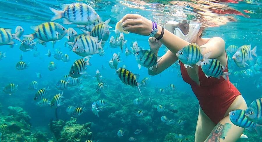 Snorkeling in Montego Bay with Transportation - Montego Bay Pickup and Transportation, Explained