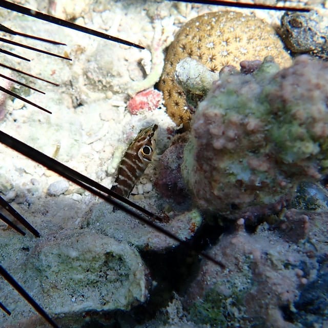 Snorkeling in Montego Bay with Transportation - Who This Montego Bay Snorkeling Trip Suits Best
