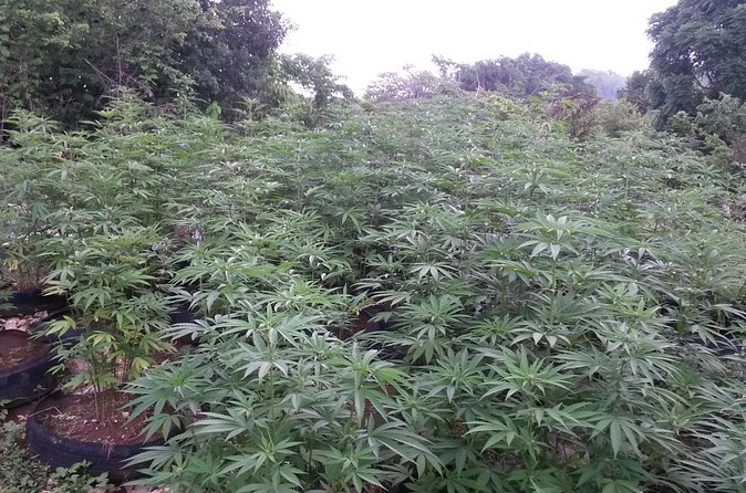 Stepping High Mountain Rastafari Herbs Tour - The short hike and the mountain views that make the effort worth it